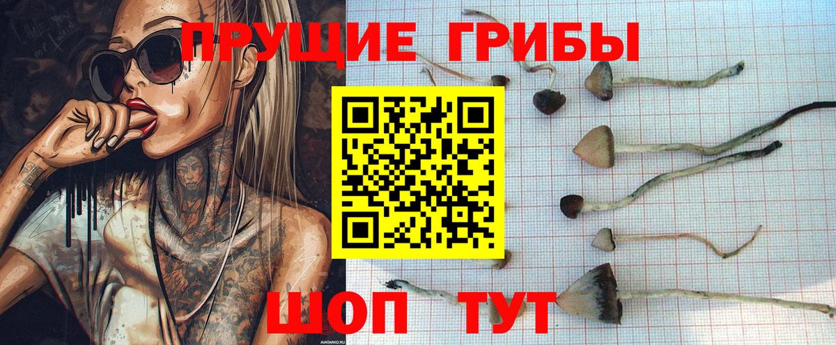 Вязники  купить   Вход с VPN  Галлюциногенные грибы Psilocybine cubensis  Галлюциногенные грибы Cubensis 